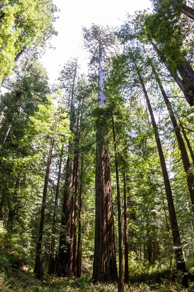Δάσος Redwood — Φωτογραφία Αρχείου