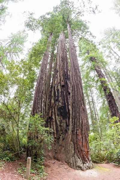 Redwood δέντρα — Φωτογραφία Αρχείου