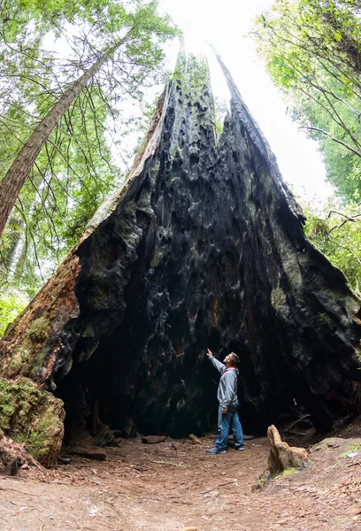 Giant trees — Stock Photo, Image