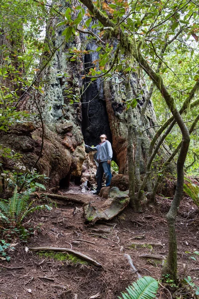 Alberi giganti — Foto Stock