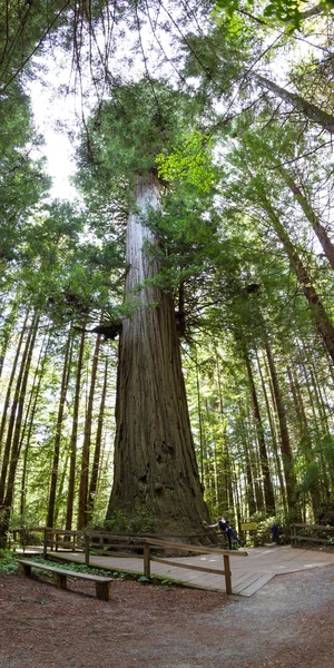 Albero gigante — Foto Stock