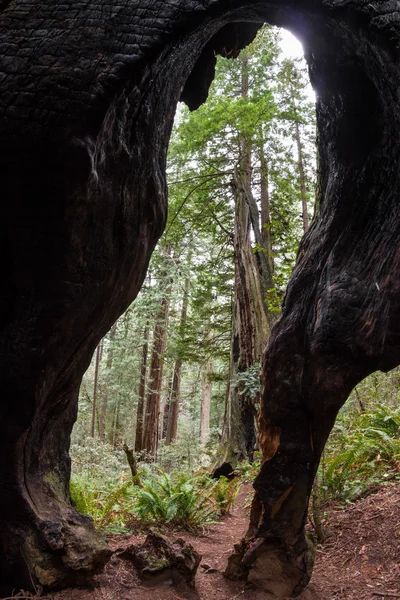 Inuti ett dött träd — Stockfoto