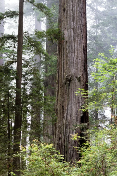 レッドウッドの木 — ストック写真