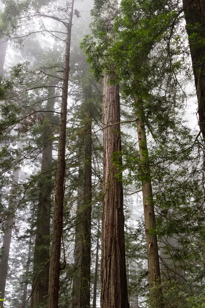 Alberi di sequoia — Foto Stock