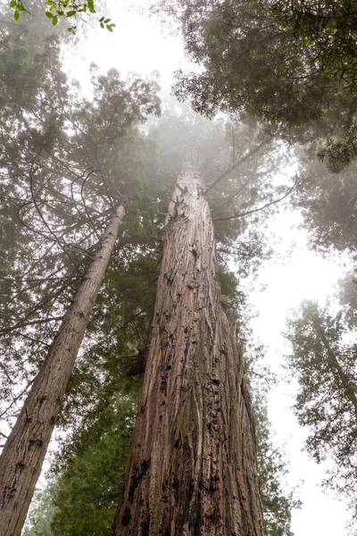 Redwood trees — Stockfoto