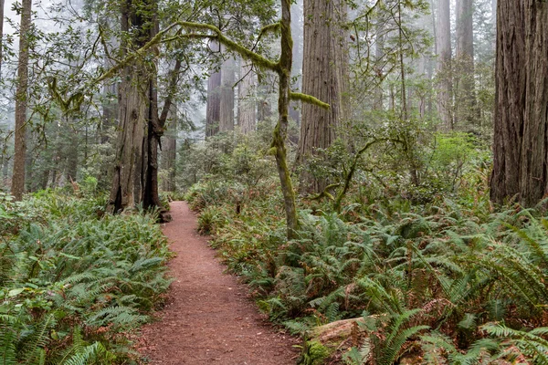 Arbres de séquoia — Photo