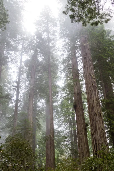 Alberi di sequoia — Foto Stock