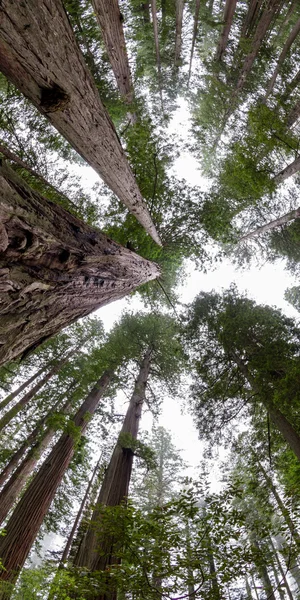 Redwood δέντρα — Φωτογραφία Αρχείου