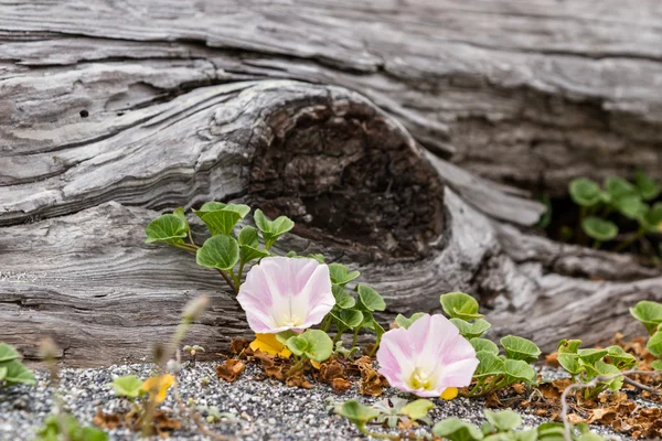 Treibholz und Blüten — Stockfoto