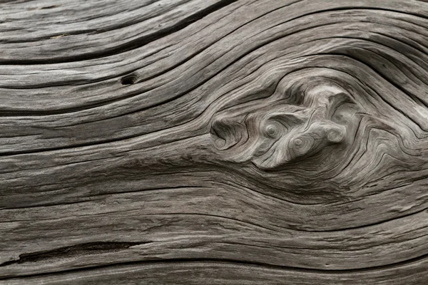 Sürüklenen odun — Stok fotoğraf