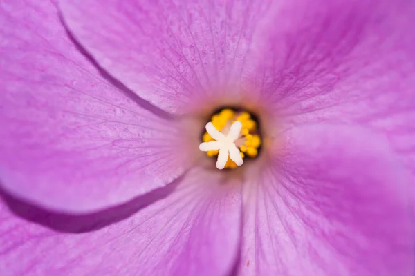 紫花マクロ — ストック写真