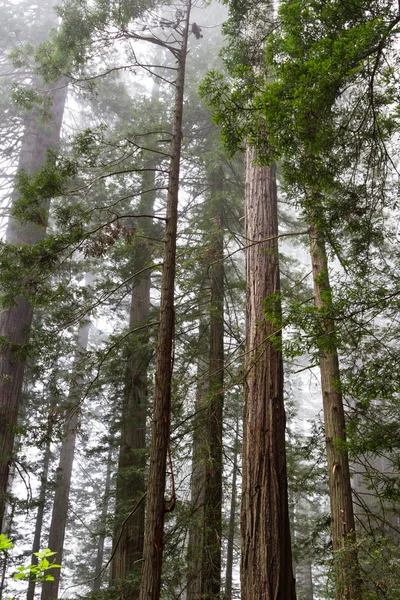 レッドウッドの木 — ストック写真