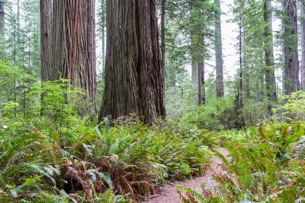 Alberi di sequoia — Foto Stock