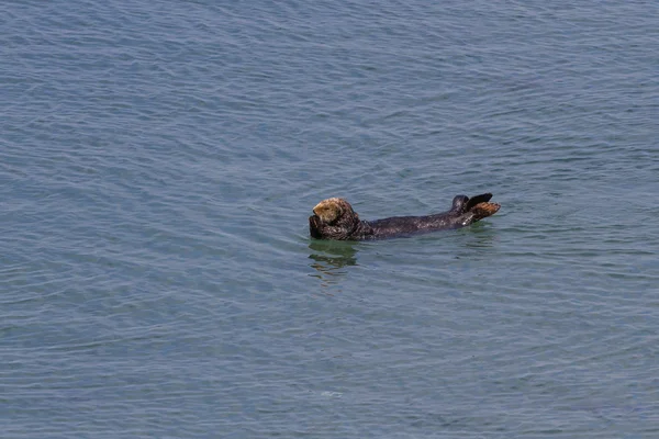 Sea otter - Enhydra lutris — Stockfoto