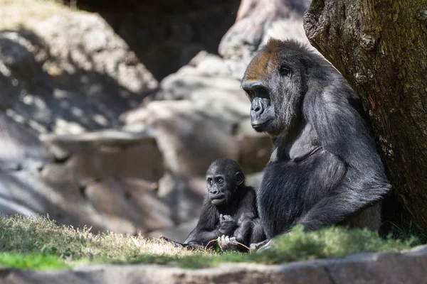 Baby gorilla e mamma — Foto Stock