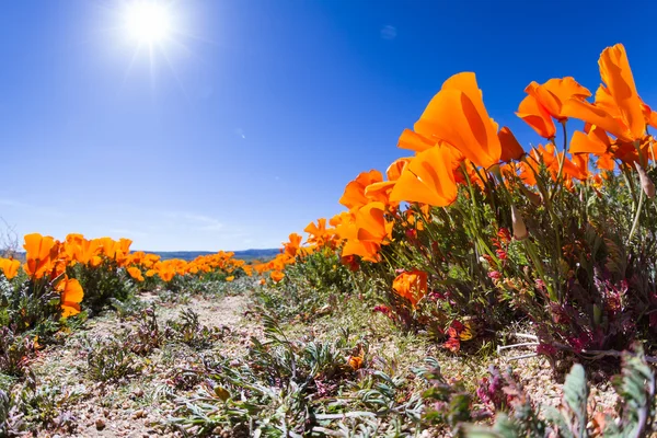 California Papaveri-Eschscholzia californica — Foto Stock