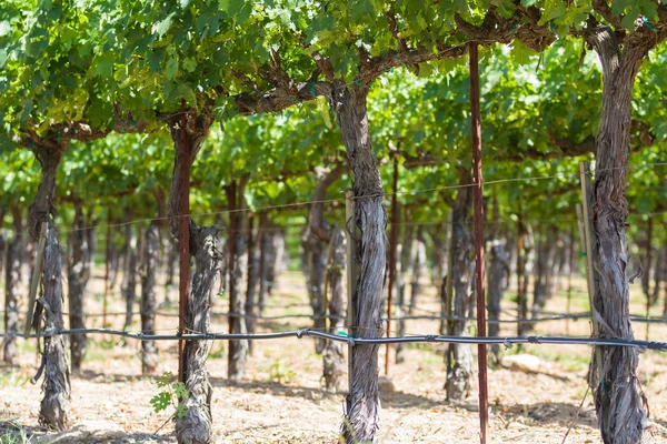 Viñedo en California — Foto de Stock