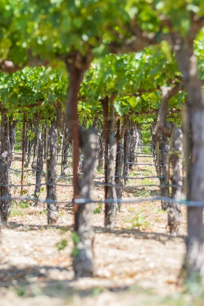 Vineyard i Kalifornien — Stockfoto