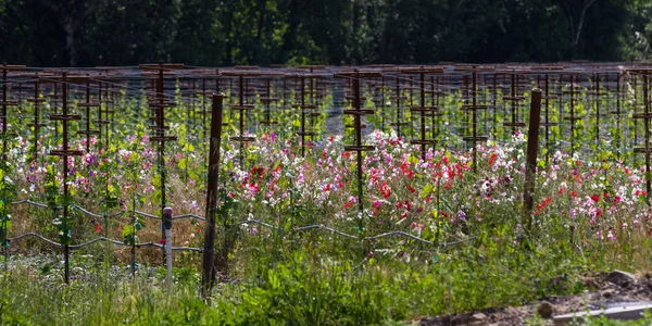 Vineyard landscape — Stock Photo, Image