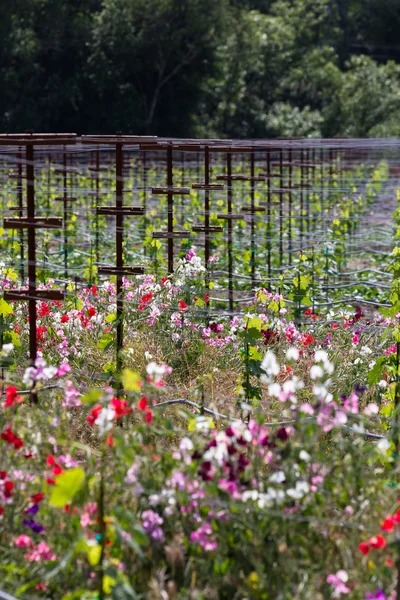 Vineyard landscape — Stock Photo, Image