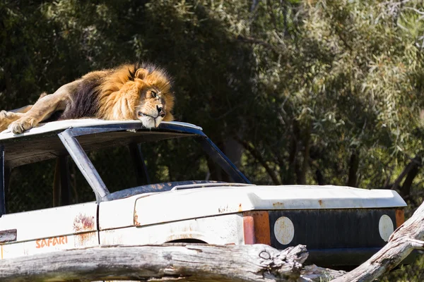 León macho — Foto de Stock