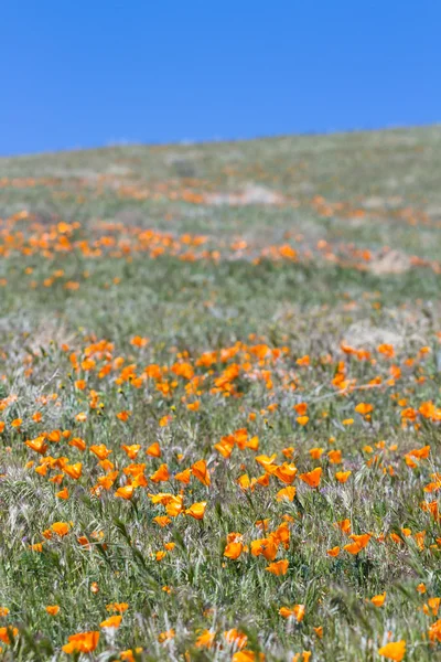 Kalifornien vallmo - Eschscholzia californica — Stockfoto