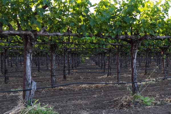 Vinos de uva — Foto de Stock