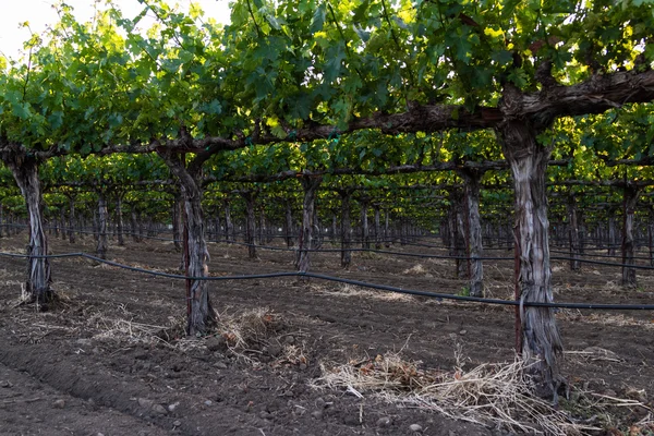 Vinhas de uva — Fotografia de Stock