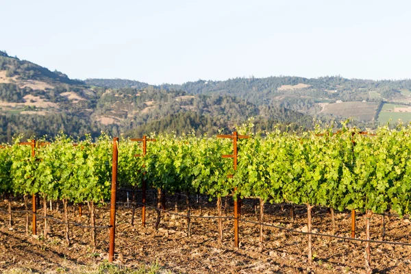 Weinreben — Stockfoto