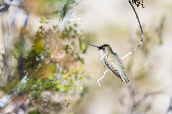 Hummingbird Άννας θηλυκό — Φωτογραφία Αρχείου
