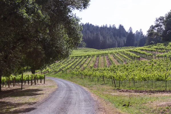Wijngaard in Californië — Stockfoto