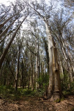 kıyı madrone ağaçlar