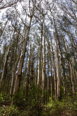 kıyı madrone ağaçlar