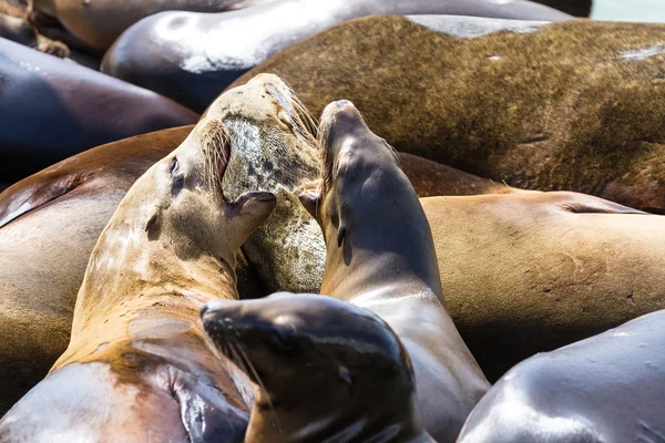 California Sea Lions — Stock fotografie