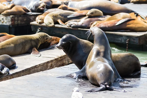 California Sea Lions — Stock Photo, Image