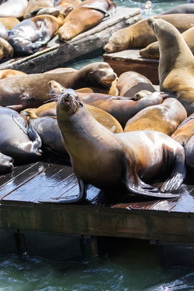 Kalifornien sjölejon — Stockfoto