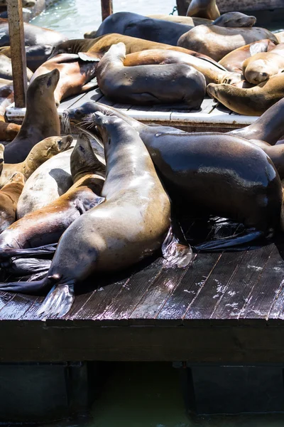 Leões-marinhos da Califórnia — Fotografia de Stock