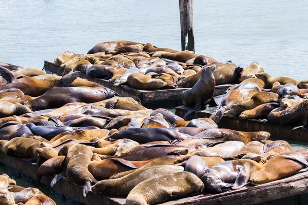 California Sea Lions — Stock fotografie