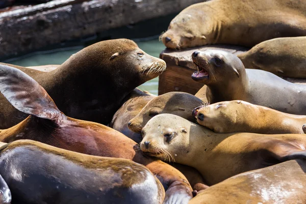 California Sea Lions — Stock fotografie