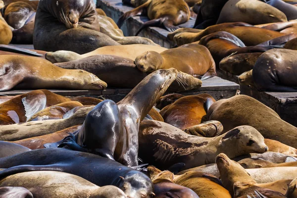 Kalifornien sjölejon — Stockfoto