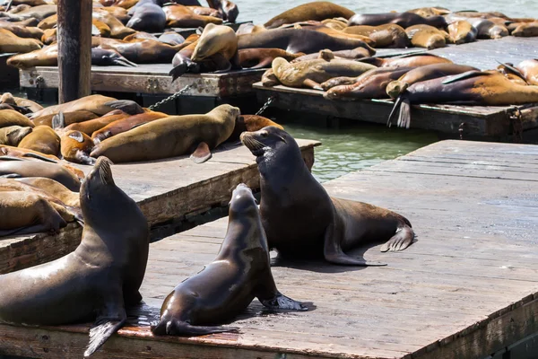 California Sea Lions — Stock Photo, Image