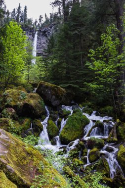 Watson, oregon düşüyor