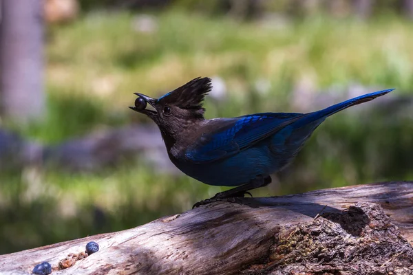 Steller 's Jay — стоковое фото