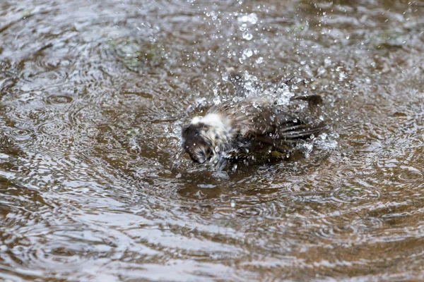 Naturliga fågelbad — Stockfoto