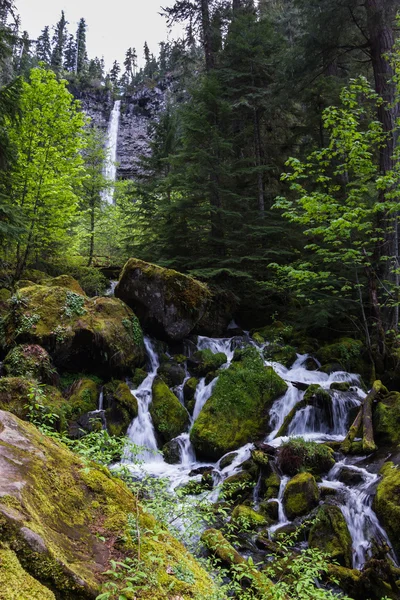 Watson, oregon düşüyor