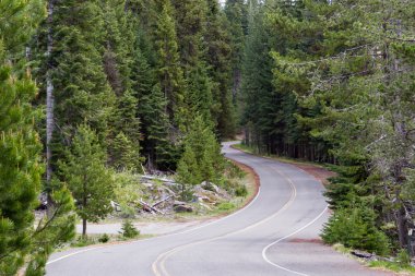 Orman yoluyla sürücü