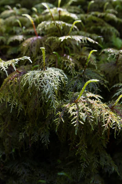 Green moss — Stock Photo, Image