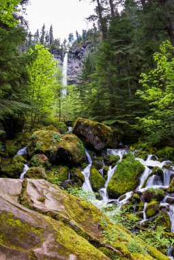 Watson, oregon düşüyor