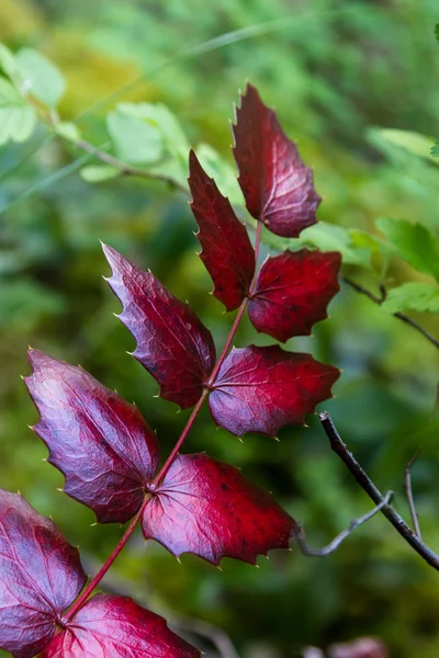 Oregon Grape bladeren — Stockfoto