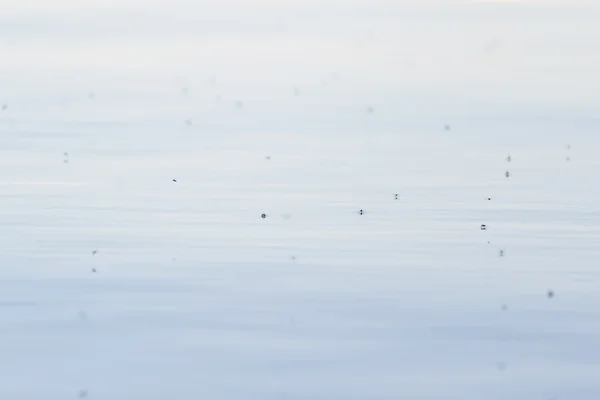 Mosquitoes on the lake — Stock Photo, Image